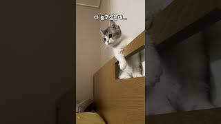 누룽지의 육아일기 - 아기고양이 몽당이 낮잠재우기