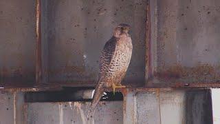 Что происходит с кречетом на севере Сибири / What happens to the Gyrfalcon in the north of Siberia