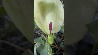 Arum maculatum/Аронник пятнистый/#shorts