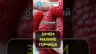 Рабочее средство из горчицы от долгоносика для защиты малины #малина #сад #горчица #вредители #дача