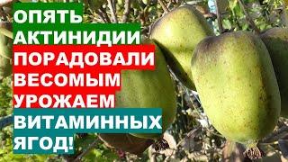 В ЧЕМ СЕКРЕТ получения богатого урожая ягод актинидии?