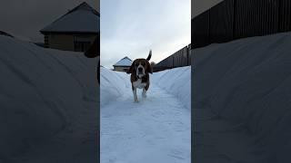 Летящей походкой, я вышел из бани #бигль #бигльфарадэй #beagle