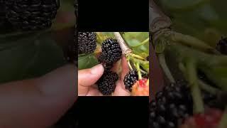 fruit videos #fruit #farming #berries #nature #viral