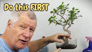 5 EASY Tips for Growing Healthy Bonsai Indoors...