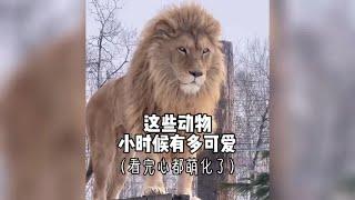 那些比你想像中還要可愛的動物，簡直不要太可愛！#nature #wildlife #animal #wildanimals #animals #猛獸世界  #動物