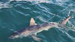 Fish On 2 Weymouth Conger Bream Shark and Tuna October 2024