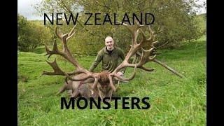 NEW ZEALAND MONSTER STAGS