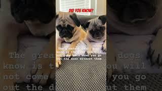 Always bring your dog if you can. 🩷#pug #norithepug #rescuedoglove