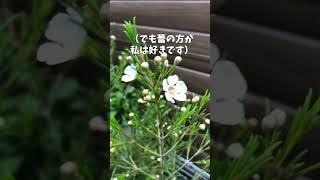 4月6日ワックスフラワー