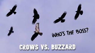 Murder Of Crows Chasing Bird Of Prey / Crows Mobbing Buzzard