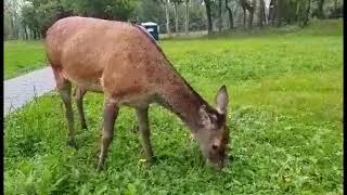 Niecodzienny gość na Równi Krupowej  w Zakopanem