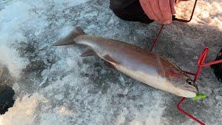 Winter Ice Fishing  Big Bows & Tiger Trout