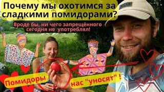 Почему мы охотимся за сладкими помидорами? Хочешь с нами? Грузия