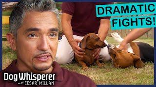 Top 5 Most Intense Dog Showdowns | Dog Whisperer Compilation