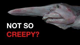 Goblin Shark: The Creepy Deep Sea Predator