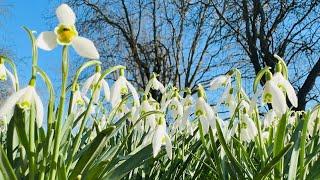 Snowdrops Spring Flowers England  wild flowers Kent