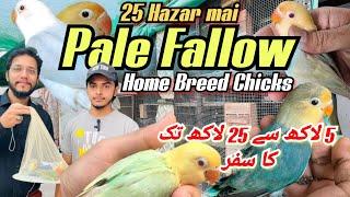 Pale Fallow all Mutations | 25 Hazar mai | Home Breed chicks | 5 lakh se 25 lakh tk ka safar