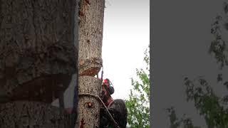 Chainsaw accident. Always double check #fail #dangerous #pain #chainsaw #climbing