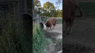 Sometimes Charming is a JERK! | #scottishhighlands #homestead #cattle #highlandcattle #animals