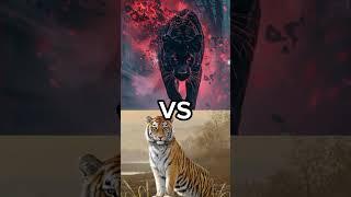 Black panther  vs Tiger  #lion#animals.!