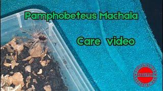 Pamphobeteus sp machala #tarantula #nature #all #video #wow