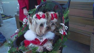 Gaslamp Quarter Pet Parade & Pups in the Pub Party returns