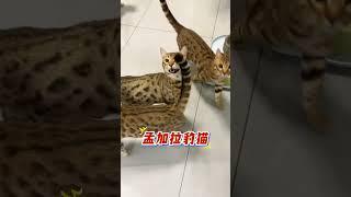 4种养了会坐牢的猫！第3种太刑了   #新手养猫﻿ ﻿#养猫经验分享﻿ ﻿#猫咪冷知识﻿ ﻿#狞猫﻿ ﻿#豹猫﻿ ﻿#兔狲﻿ ﻿#禁养猫咪  #cat #貓咪 #萌寵