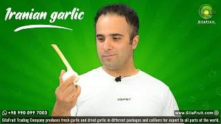 Iranian Garlic harvest | Buy , export and import of Garlics from Iran worldwide