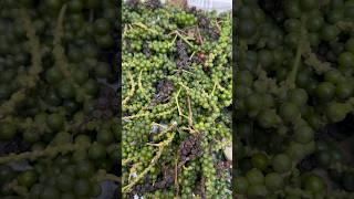 Pepper harvest today #gardening #mygarden #harvesting #shorts #youtubeshorts 