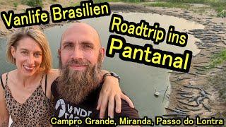 Abenteuer Pantanal: Kaimane, Piranhas & Tapire – Unser Vanlife-Highlight in Brasilien - VLOG 9