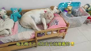 为啥我家的闹钟不一样啊？还会打人的 #萌宠出道计划 #拉布拉多 #我家毛孩 #狗子成精了 #宠物的迷惑行为