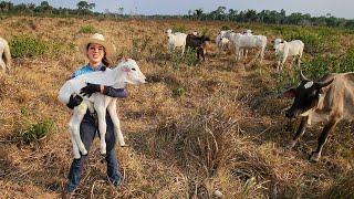 NOSSA LEITEIRA PARIU UMA LINDA BEZERRA!