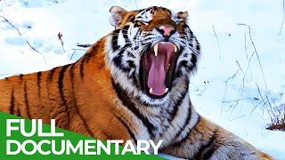 China Wild | Episode 2: The Forests | Free Documentary Nature