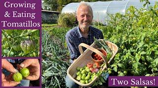 Tomatillos, how they grow and ideas for eating them