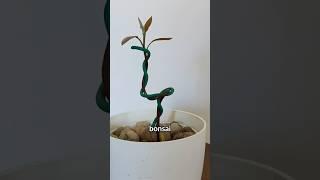 3 Steps Avocado Bonsai | DIY