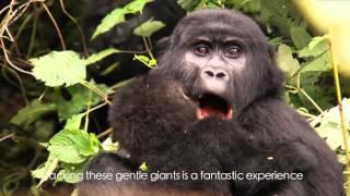 African Safari Consultants Presents: Gorilla Trekking