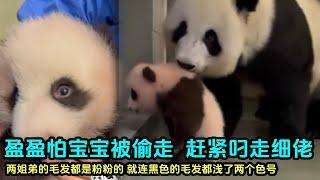 11月11日 盈盈怕宝宝被偷走，连奶爸奶妈也防着，把弟弟叼走了#panda #판다 #大熊猫 #大熊猫盈盈 #大熊猫乐乐