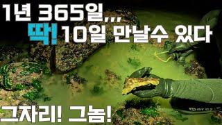 365일 딱!  10일 만날수 있다!해루질 이벤트 확인 하세요  #해루질#갯벌