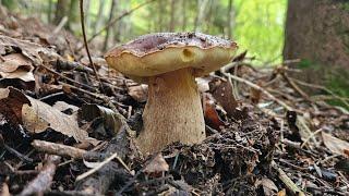 Cèpes et autres champignons du 21/10/24  !