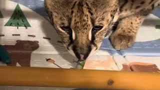 Serval vs Lizard