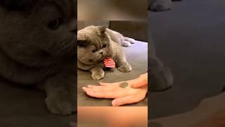 Ржака приколы новинки как наши питомцы  повторяют за нами  / одинаковые движения  / Кот / 2023 жиза