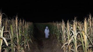 3 Creepy TRUE Cornfield Horror Stories (V2)