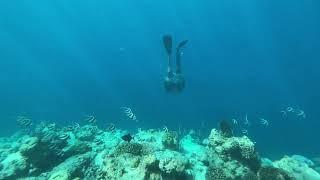 Snorkeling on coral reef in Thinadoo island Vaavu Atoll december 21