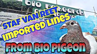 BIO PIGEON | BIO RESEARCH / IMPORTED LINES STAF VAN REET