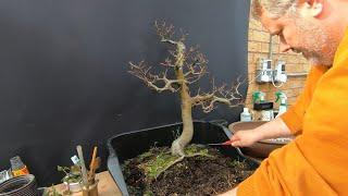 Bonsai Beech Repot, Birmingham Beech, gets a new pot