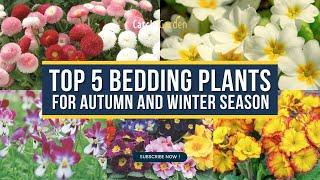 Top 5 Bedding Plants For Autumn and Winter Season ️ // Garden Answer