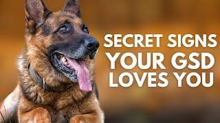 10 Secret Signs Your German Shepherd Loves You But You Don't Know