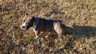 American Bully: Micro Bully Breeding Alert‼️(Spice)