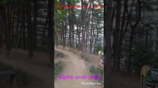피톤치드 품어내는 소나무 산책길 힐링하는 소나무 건강 산책길 나 자신을 찾는 기회