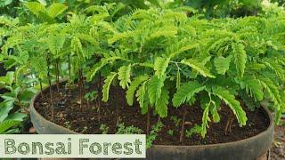 Grow Tamarind from the seed bonsai forest - Trimming